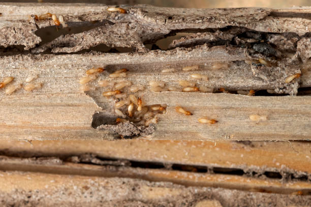 Wasp Removal Services in Randolph, NE